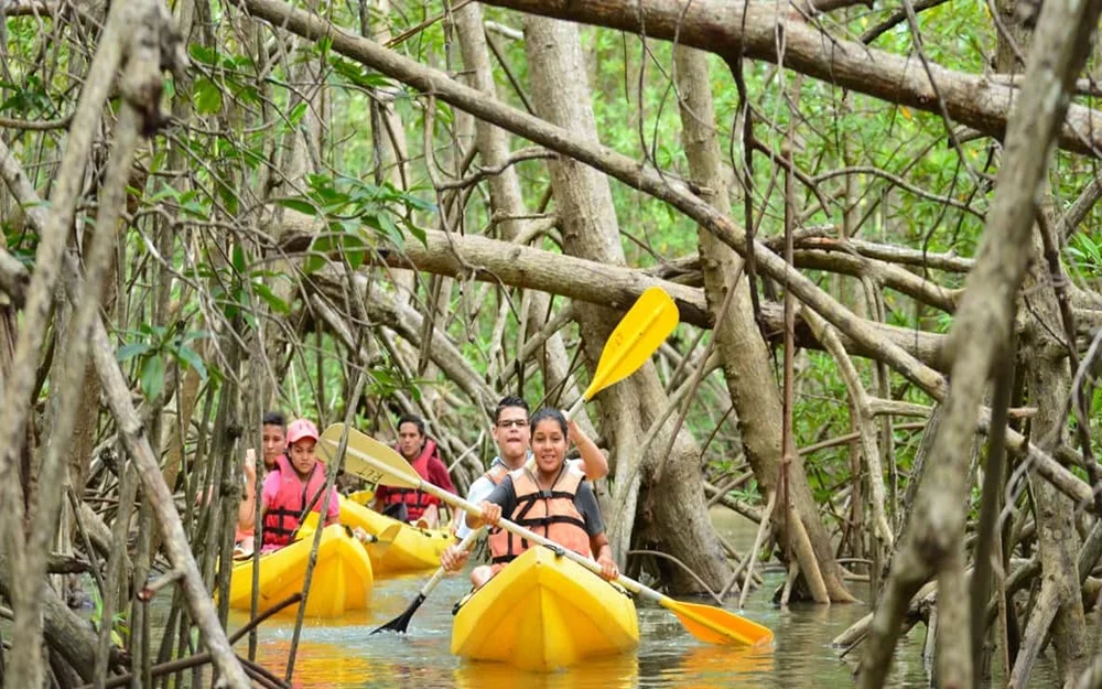 Mangrove Kayaking at Havelock