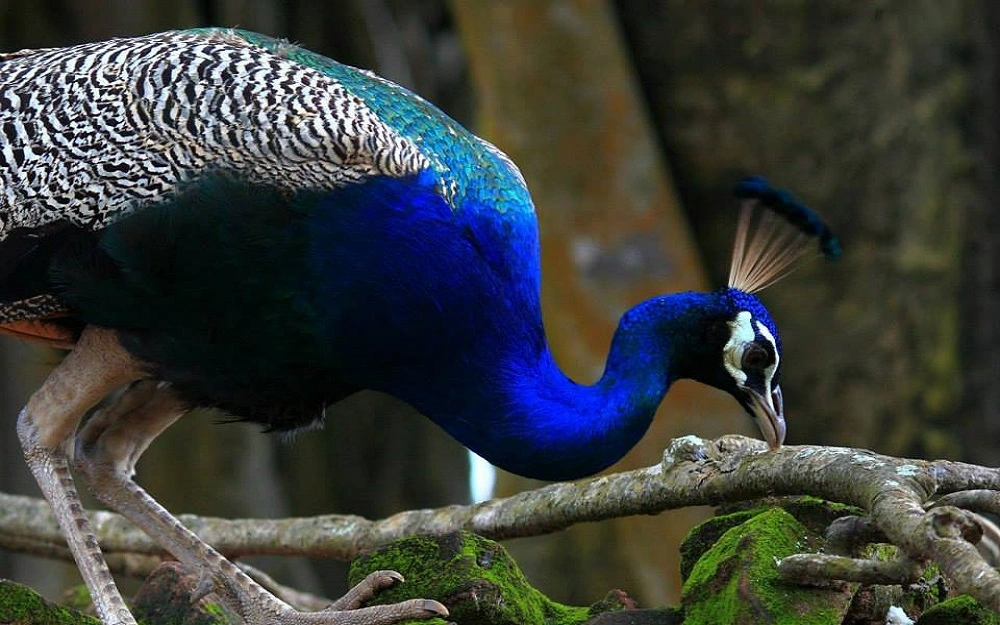 Peacock at Ross Island