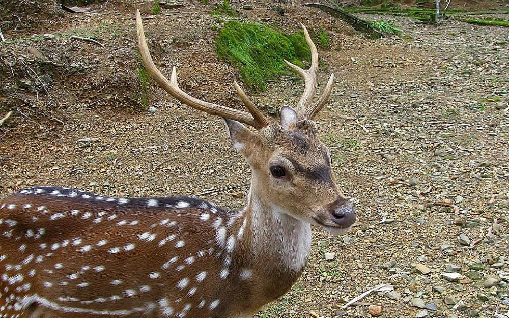 deer in ross island