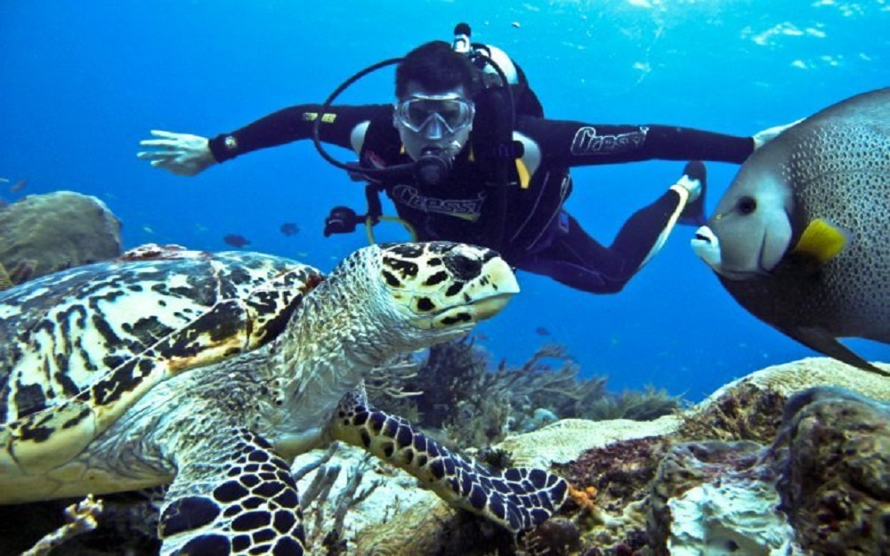 a scuba diver under water